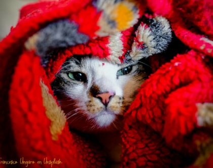 Un gatito que no se encuentra bien se refugia entre las mantas buscando el calor